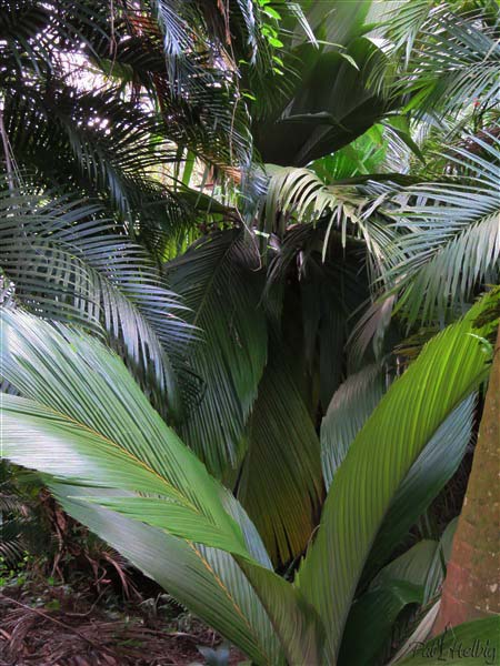 Les derniers enus sauvages au fin fond de la vallée de Taipivai sur l'île de Nuku Iva aux Marquises...à Préfontaine en Martinique!.jpg