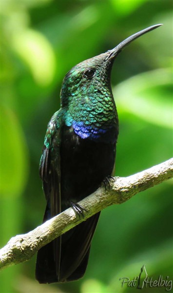 Le colibri fal vert.jpg