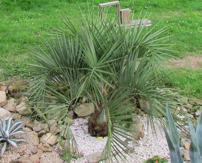 butia odorata (2) (Copier).JPG