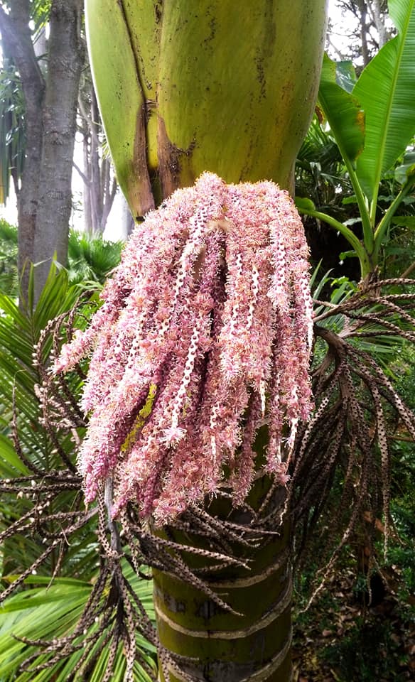 Rhopalostylis sapida