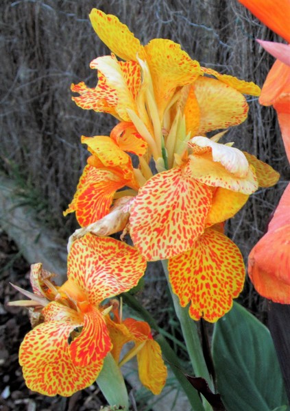 canna 3 (2) (Copier).JPG