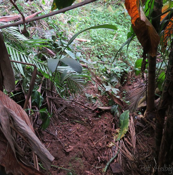 Dans la ravine plant issu de semis naturel 2.jpg