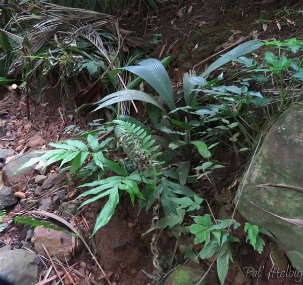 Dans la ravine plant issu de semis naturel 1.jpg