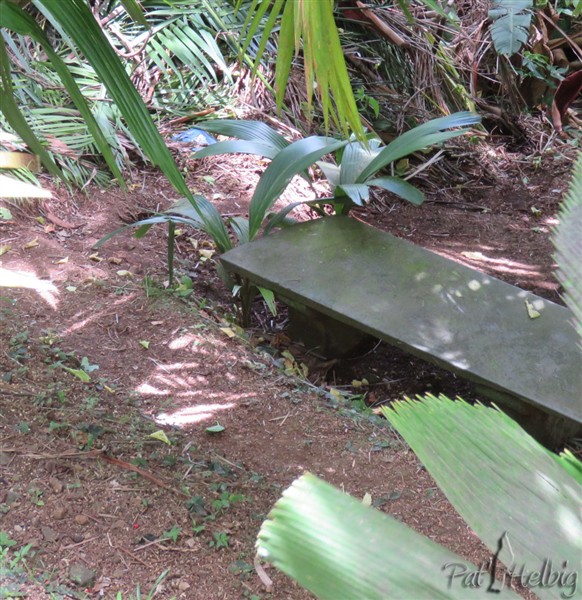 Le banc où j'aime me reposer sous le plus vieux des Enus avec deux plants issus de semis naturel..jpg