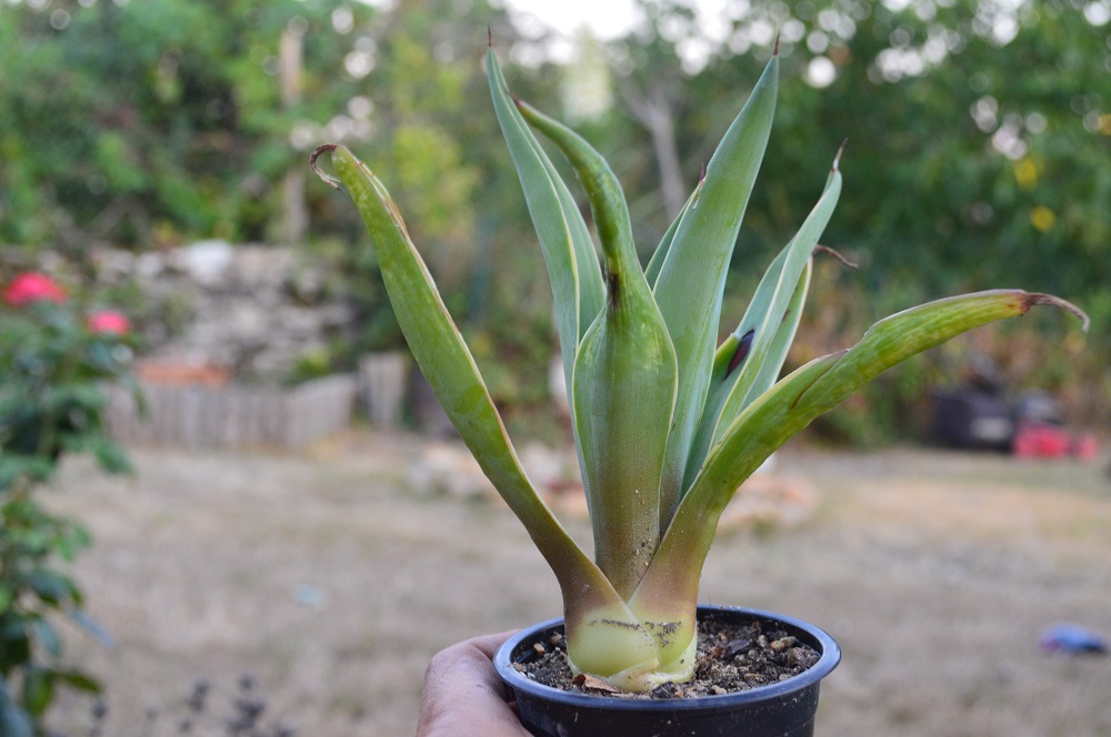 yucca pot.jpg