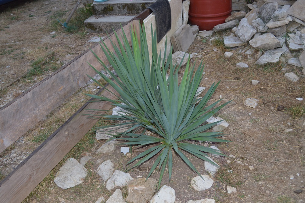 yucca double tronc.jpg