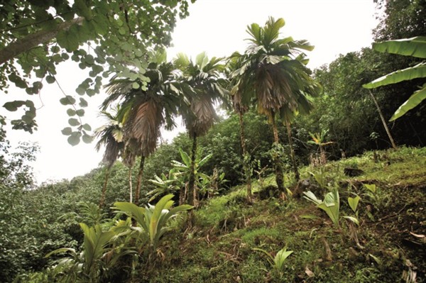 Photo internet- les derniers Enus sauvages au fond de la vallée de Taipivai  à Nuku Hiva,concentrés sur quelques dizaines de mètres.’Une douzaine de spécimens ; c’est dire si cette dernière colonie est fragile….jpg