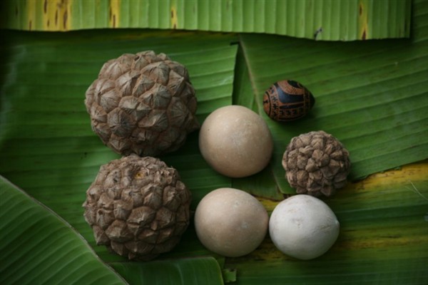 Photo internet-“Dans les temps anciens”, nous ont confié des matahiapo (personnes âgées) de Nuku Hiva, “on mangeait l’amande contenue dans les graines pas encore mûres, mais seulement en cas de disette”..jpg