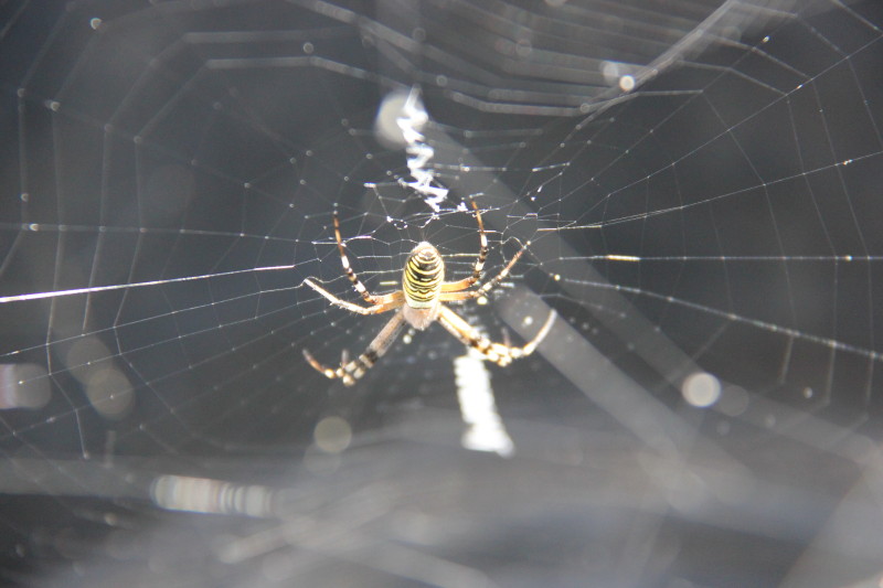 Argiope bruennichi 20180723_3367_1_1.JPG