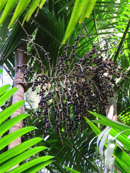 L'une des infrutescences de l'Euterpe oleracea aux fruits très consommés au Brésil sont paraît-il bourrés d'anti-oxydants!.jpg