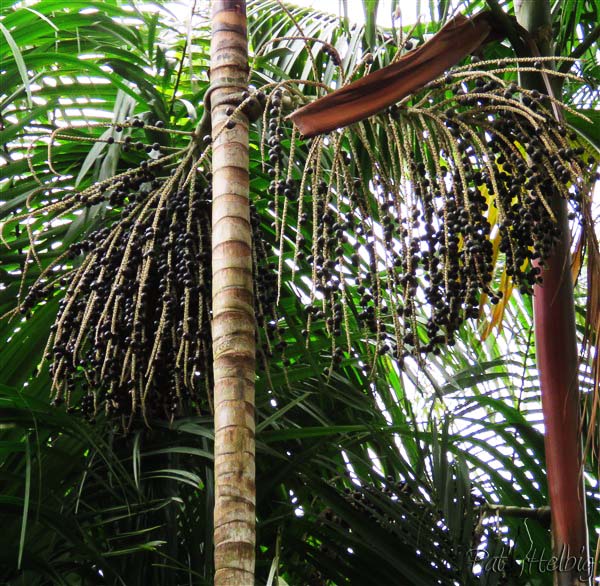 Infrutescenses sur l'Euterpe oleracea nommé açaï au Brésil et pinot en Guyane.jpg