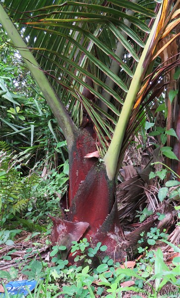 Le Dypsis leptocheilos, planté en novembre 2012, découvre sa fourrure rouge brique..jpg