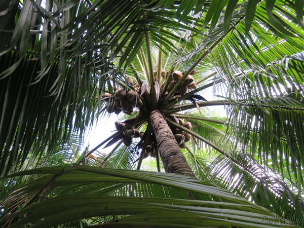 Un cocotier d'Afrique aux noix marron clair qui commence à produire très bas si bien qu'on se baisse pour  cueillir les noix lorsque le sujet est jeune!.jpg