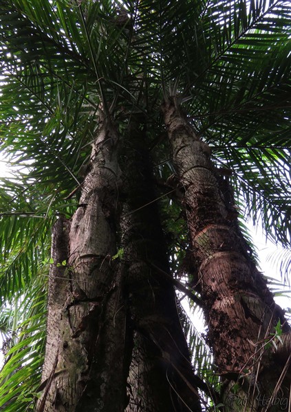 Le Bactris gasipaes planté en septembre 2011..jpg