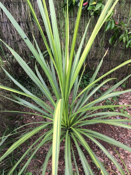 cordyline jive (Copier).JPG