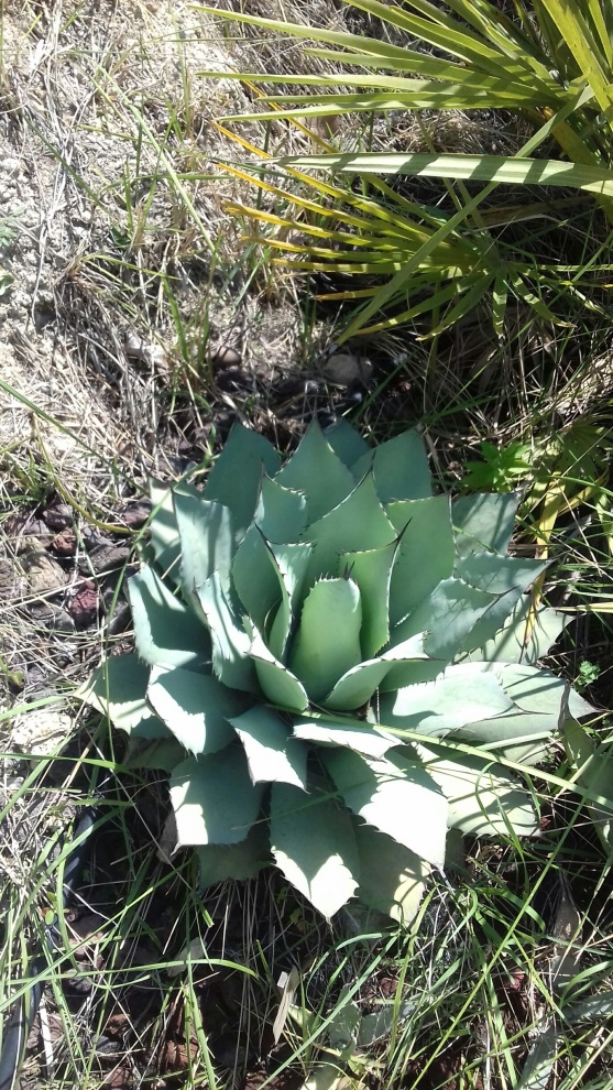 agave_parryi_truncata.jpg