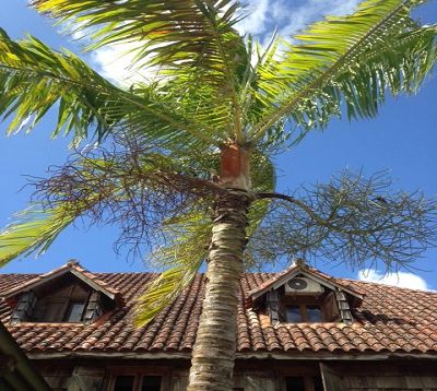 palmier-dypsis-leptocheilos-domaine-chateau-gaillard-pepiniere-martinique-jardin.jpg