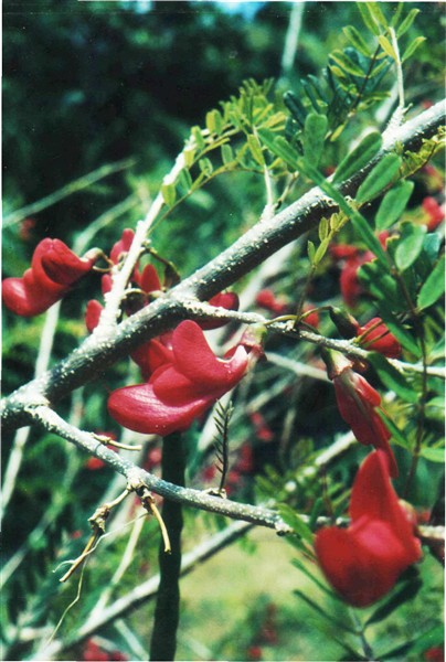 2001 7 Le bois caraïbe surnomé colibri végétal -Sabinea carinalis-Fabacées 1.jpg