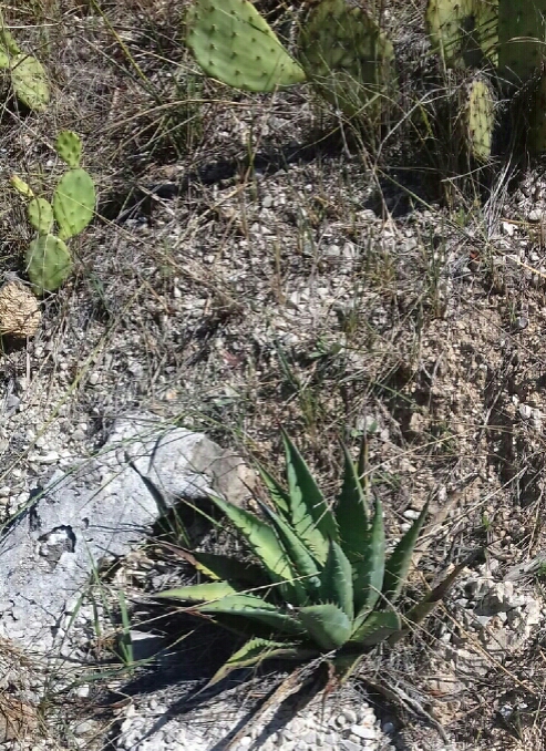 Agave_mchelveyana.jpg