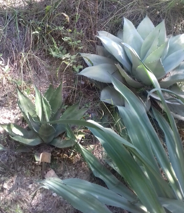 Agave_ovatif.jpg