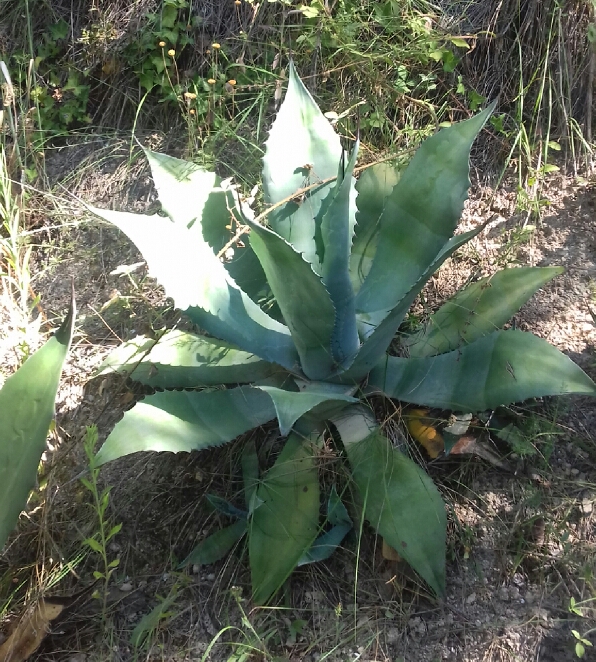 Agave_protoamericana.jpg