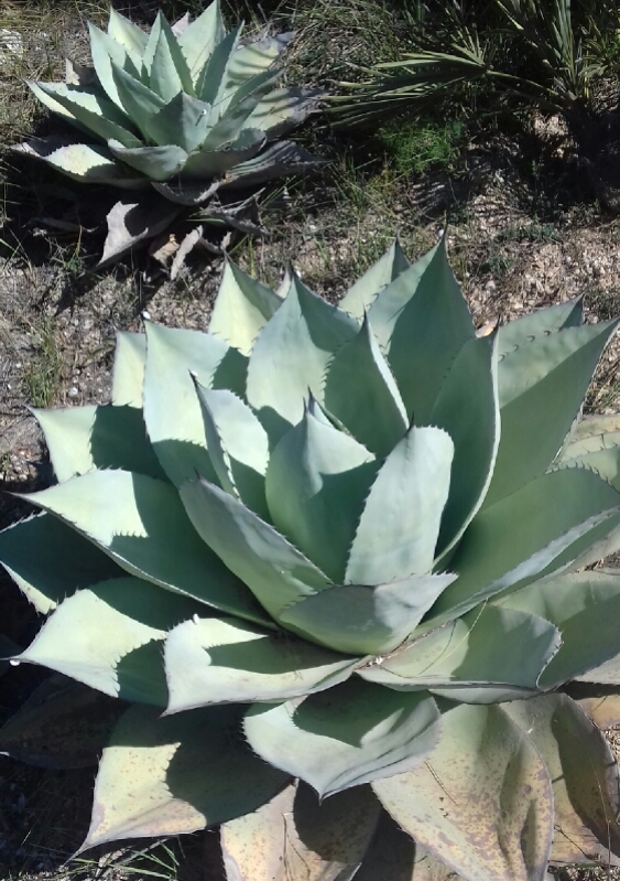 Agave_ovatifolia.jpg