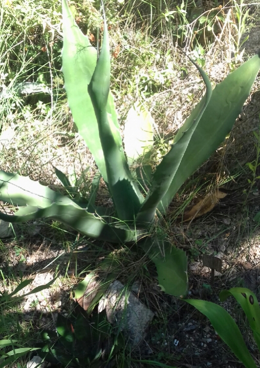 Agave_salmiana.jpg