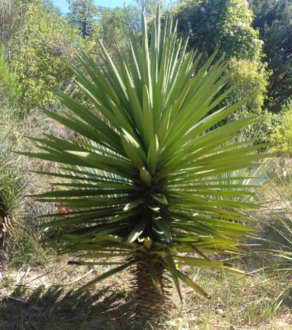 Yucca_treculeana.jpg