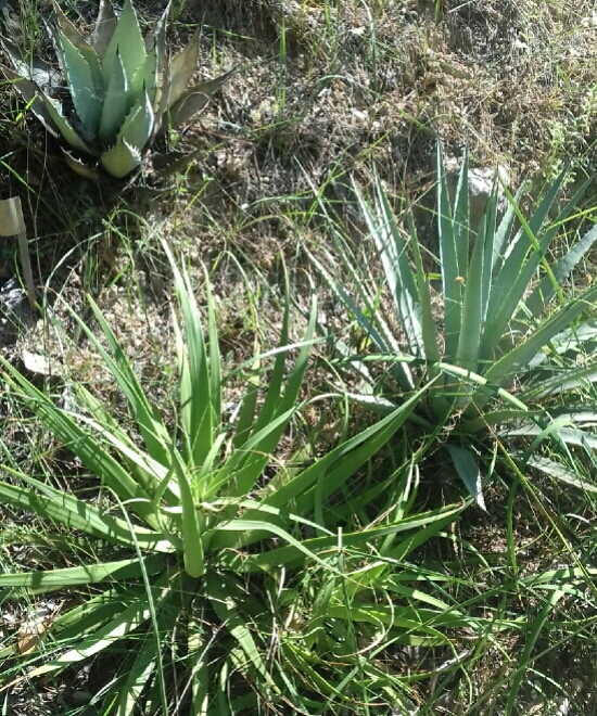 Agave_bracteosa.jpg