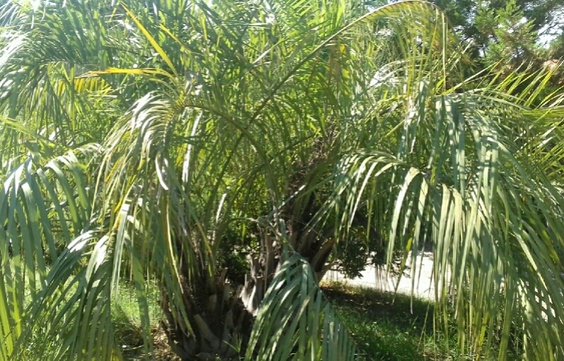 Butia_odorata.jpg