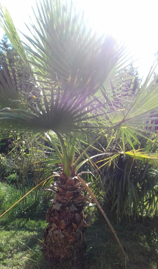 Washingtonia_filifera.jpg