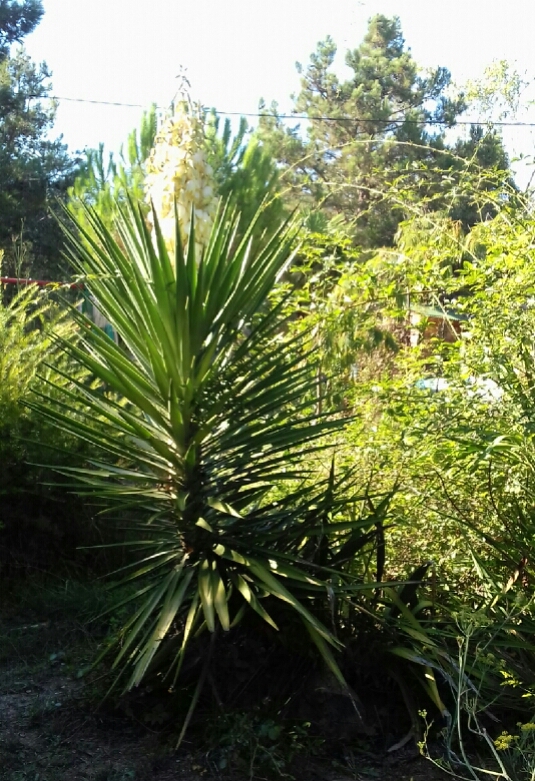 Yucca_aloifolia.jpg