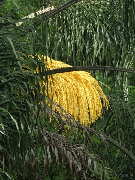 Classique mais tellement belle et spectaculaire l'inflorescence du Syagrus romanzoffiana!.jpg