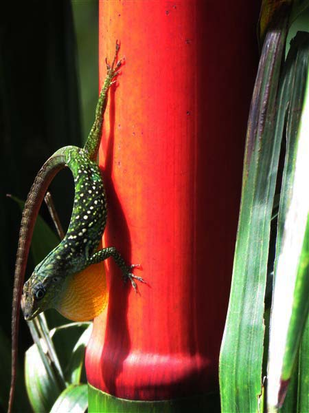 Le vert est la couleur complémentaire du rouge! 2.jpg