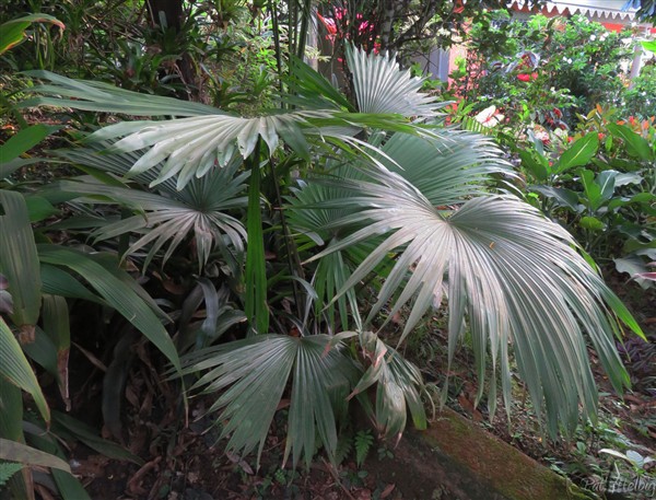 Le Kerriodoxa elegans ou éléphant blanc à cause du dessous blanc de ses larges feuilles qui atteignent 2 mètres de diamètre adultes et font penser vues de dessous aux oreilles du pachyderme.Je l'ai planté en 2015.jpg