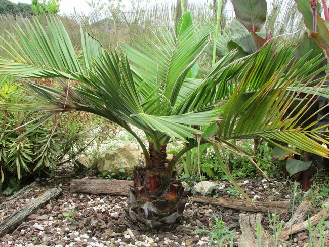 jubaea chilensis 2 (Copier).JPG