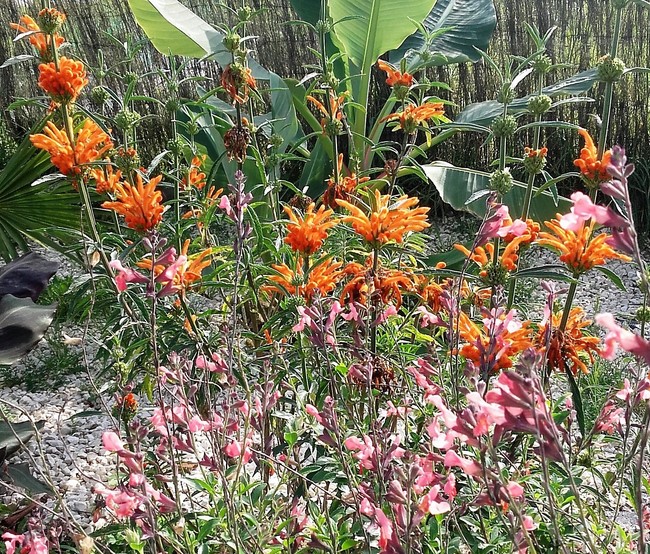 leonotis leonurus (Copier).jpg