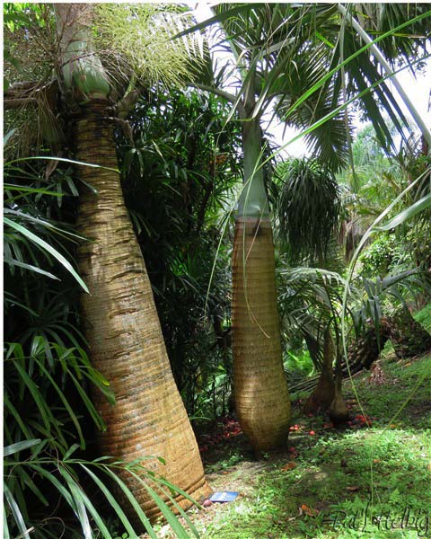 Trois générations de Hyophorbe lagenicaulis,l'un de 20 ans, le second de 15 ans et le petit dernier de 5 ans 2.jpg