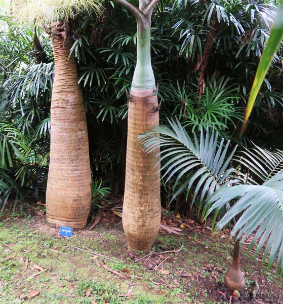 Trois générations de Hyophorbe lagenicaulis,l'un de 20 ans, le second de 15 ans et le petit dernier de 5 ans 1.jpg