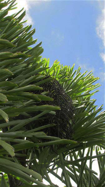 Première inflorescence d'un des Wallichia disticha planté en 2012.jpg