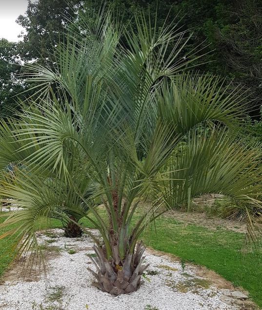 BUTIA1.JPG