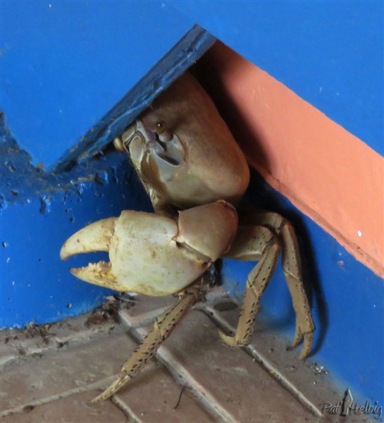 Un beau crabe de terre sous la véranda!.jpg