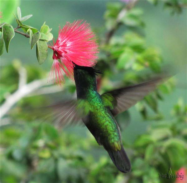 Le plus petit des colibris de la Martinique, le colibri huppé,ne vient pas aux abreuvoirs préférant aller bûtiner les fleurs !.jpg