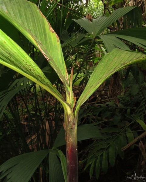 Miracle!Voila 7 mois que le Dypsis paludosa avait un trou béant après que la jeune tige ait pourri! Un nouvelle lance apparaît ces jour-ci....jpg