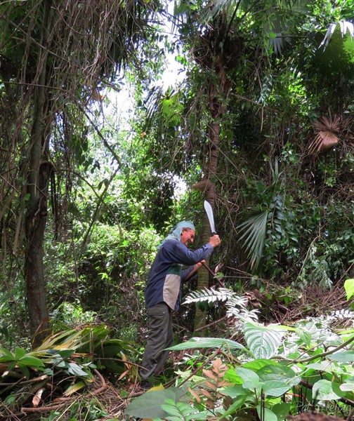 Je mets en valeur un Coccothrinax barbadensis (naturel) proche des plantations de palmiers..jpg