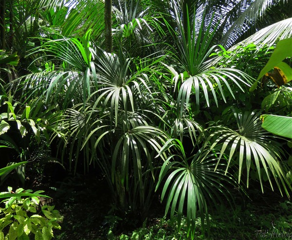 Les tiges basses de la touffe du Mauritiella ont des feuilles gracilles!Un seul des stipes mesurent maintenant 8 mètres. armata ou aculeata...Ou peut-être hybride....jpg