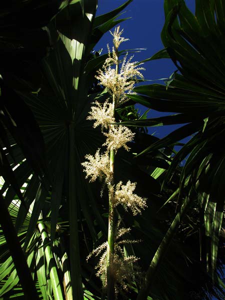 L'inflorescence du Thrinax radiata..jpg