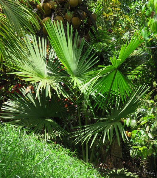 Bien dégagé le Tahina spectabilis planté en 2014 se redresse.jpg