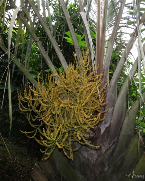 La première inflorescence du Dypsis decarii, planté en 2009 et qui a été renversé et redressé 2 fois à la suite d'intempéries.Actuellement il est toujours attaché à un piquet.jpg