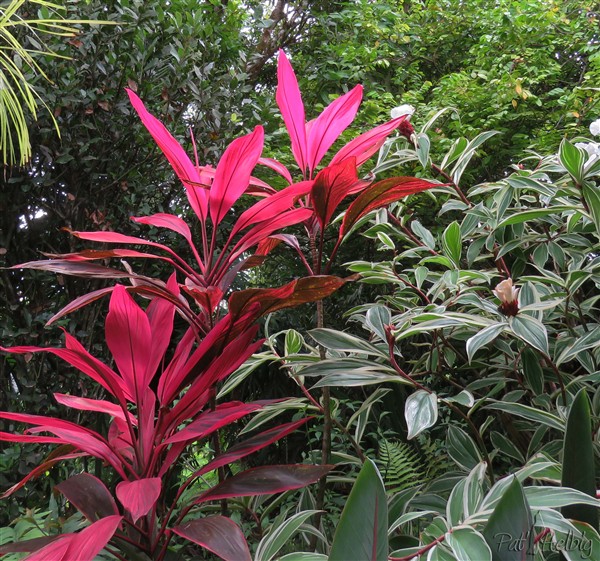 Dracaena et costus panaché..jpg